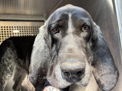 Shelter Stray Female Dog last seen Near BLOCK SE 134TH ST, NEWALLA OK 74857, 2811 SE 29th St, Oklahoma City, OK 73129, USA