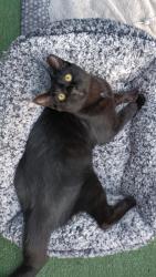 Lost Male Cat last seen Scott Blvd/ Garden Lane, Decatur, GA 30030