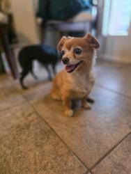 Found/Stray Female Dog last seen Camelback and 80ave, Phoenix, AZ 85033