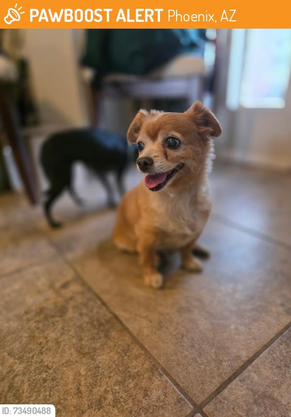 Found/Stray Female Dog last seen Camelback and 80ave, Phoenix, AZ 85033