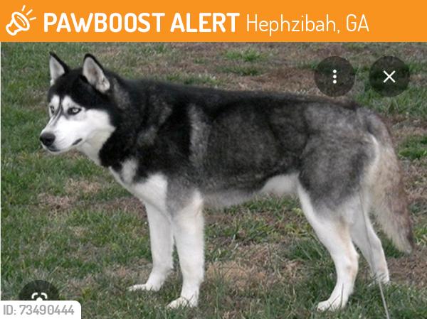 Found/Stray Unknown Dog last seen Crenshaw/Essense off brown rd, Hephzibah, GA 30815