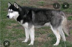Found/Stray Unknown Dog last seen Crenshaw/Essense off brown rd, Hephzibah, GA 30815