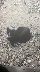 Found/Stray Unknown Cat last seen Near Pulaski Hwy, Baltimore, MD 21224, Baltimore, MD 21224