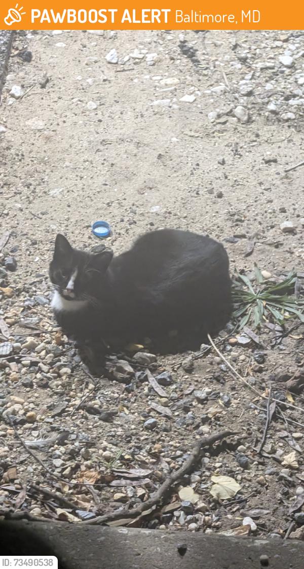 Found/Stray Unknown Cat last seen Near Pulaski Hwy, Baltimore, MD 21224, Baltimore, MD 21224