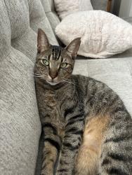 Reunited Male Cat last seen Telge/huffmeister/longwood trace, Houston, TX 77429