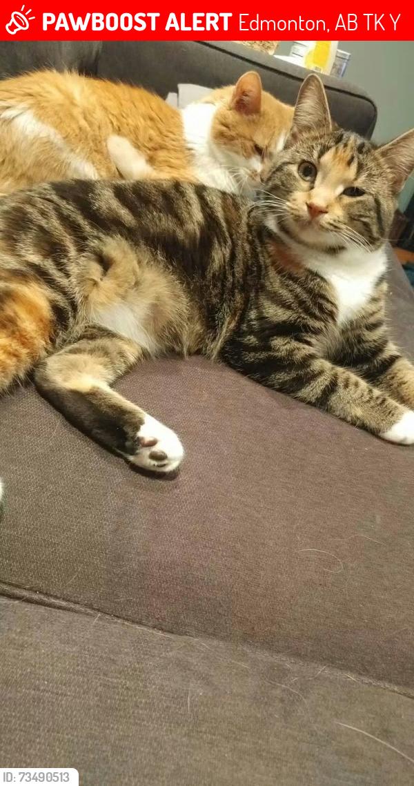 Lost Female Cat last seen Michaels Park, Edmonton, AB T6K 0Y2