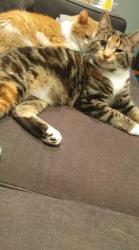 Lost Female Cat last seen Michaels Park, Edmonton, AB T6K 0Y2