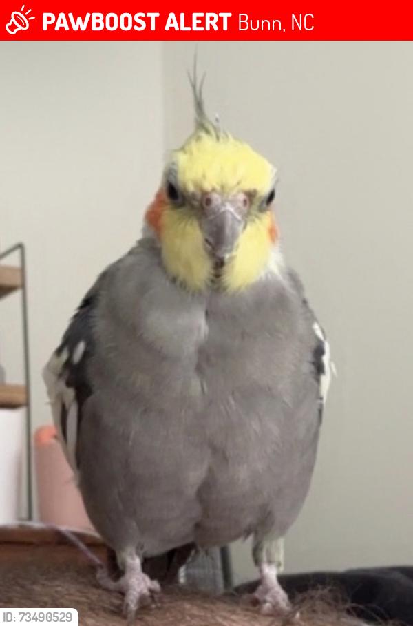 Lost Male Bird last seen Bunn High School, Bunn, NC 27508