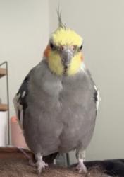 Lost Male Bird last seen Bunn High School, Bunn, NC 27508