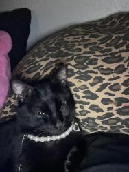 Lost Male Cat last seen South Flamingo Way, Denver, Co, Usa, Denver, CO 80222