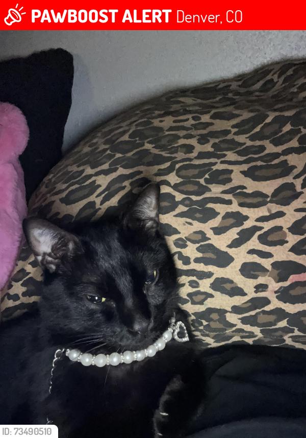 Lost Male Cat last seen South Flamingo Way, Denver, Co, Usa, Denver, CO 80222