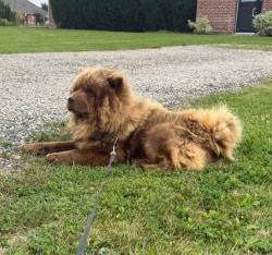 Lost Male Dog last seen Mavis and 401, Mississauga, ON 