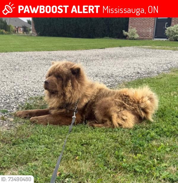 Lost Male Dog last seen Mavis and 401, Mississauga, ON 