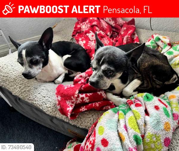Lost Male Dog last seen Bellview, Pensacola, FL 32526