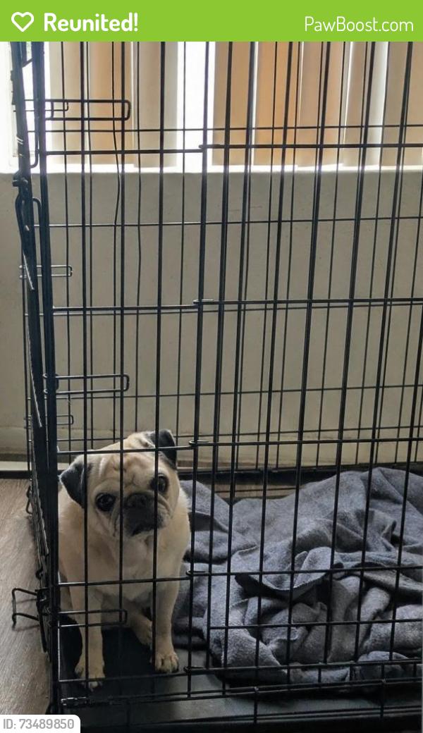 Reunited Female Dog last seen East Pueblo ave, Mesa, AZ 85208