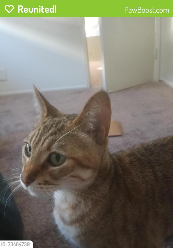 Reunited Female Cat last seen san thomas expy, San Jose, CA 95134