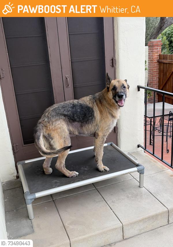 Found/Stray Male Dog last seen College Ave and Mar Vista, Whittier, CA 90602