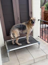 Found/Stray Male Dog last seen College Ave and Mar Vista, Whittier, CA 90602