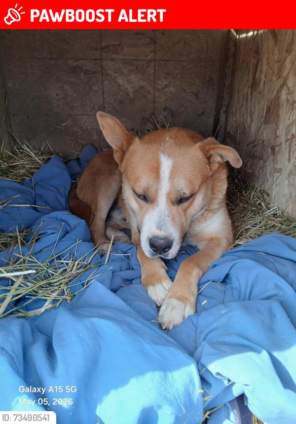 Lost Male Dog last seen Killoran st, Newberry Springs, CA 92365