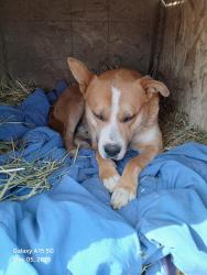 Lost Male Dog last seen Killoran st, Newberry Springs, CA 92365
