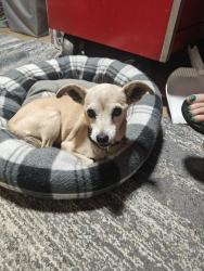 Found/Stray Female Dog last seen Unknown, Adkins, TX 78101