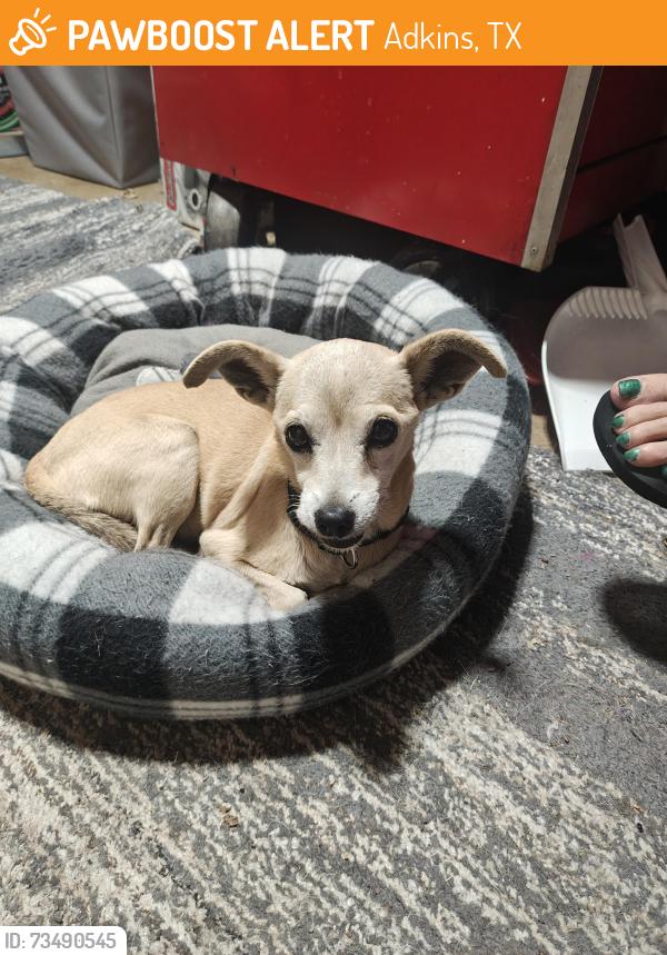 Found/Stray Female Dog last seen Unknown, Adkins, TX 78101
