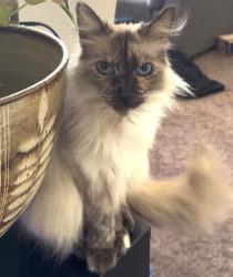 Reunited Female Cat last seen Victoria St & Maple St, Costa Mesa, CA 92627, USA, Costa Mesa, CA 92627