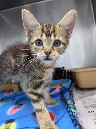 Shelter Stray Female Cat last seen bayleaf road, Pamlico County, NC, 1639 Old Airport Rd, New Bern, NC 28562, USA