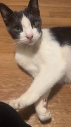 Reunited Unknown Cat last seen 8th Ward Playground, Washington, PA 15301