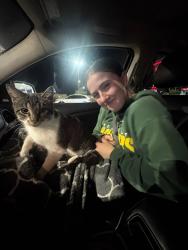 Found/Stray Female Cat last seen Near w pierce st, Milwaukee, WI 53214