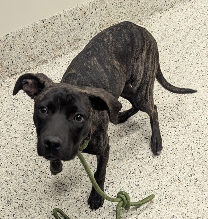 Shelter Stray Male Dog last seen Near FELDWOOD PL, South Fulton, GA, 1251 Fulton Industrial Blvd NW, Atlanta, GA 30336, USA