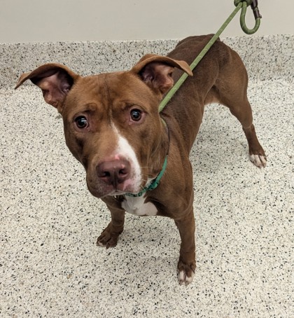 Shelter Stray Male Dog last seen Near FELDWOOD PL, South Fulton, GA, 1251 Fulton Industrial Blvd NW, Atlanta, GA 30336, USA