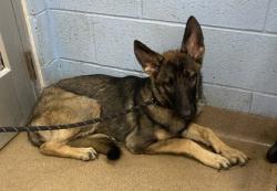 Shelter Stray Female Dog last seen Near CHAMBLEE DUNWOODY ROAD, 30341, GA, 3280 Chamblee Dunwoody Rd, Chamblee, GA 30341, USA