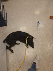 Found/Stray Male Dog last seen 75th and encanto, Phoenix, AZ 85033