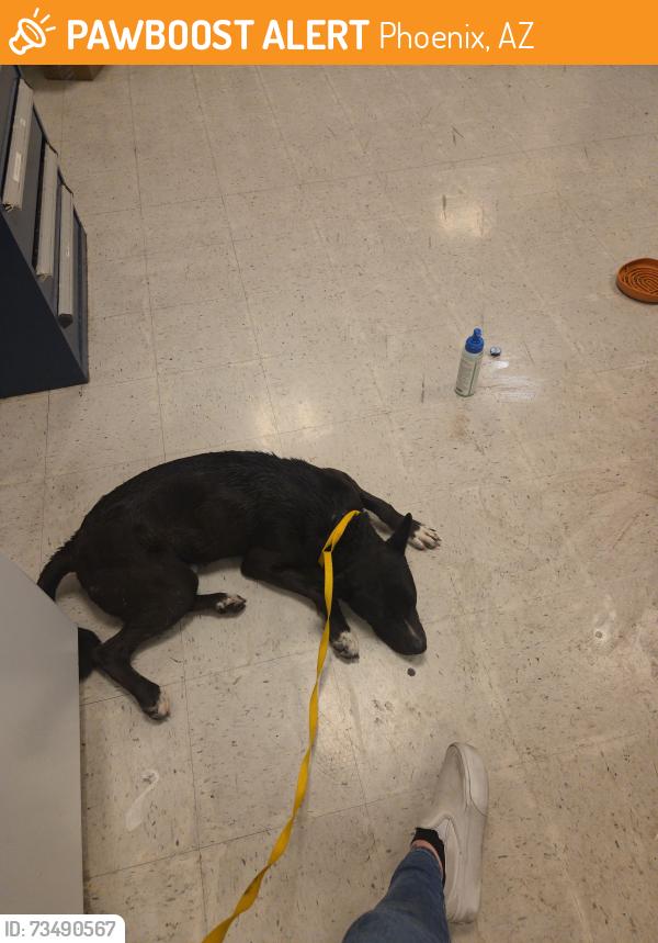 Found/Stray Male Dog last seen 75th and encanto, Phoenix, AZ 85033