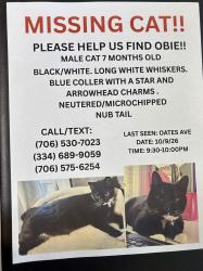 Lost Male Cat last seen Oates ave Columbus ga 31904, Columbus, GA 31904