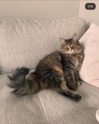 Reunited Female Cat last seen Cornell street kenmore ave kenmore park, Fredericksburg, VA 22401