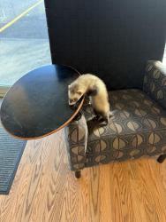 Found/Stray Unknown Ferret last seen 62nd, Issaquah, WA 98029