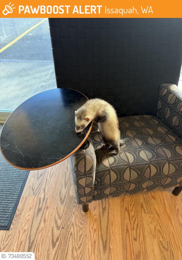Found/Stray Unknown Ferret last seen 62nd, Issaquah, WA 98029
