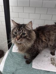 Lost Male Cat last seen Seeking Space Yoga Studio, Portland, OR 97219
