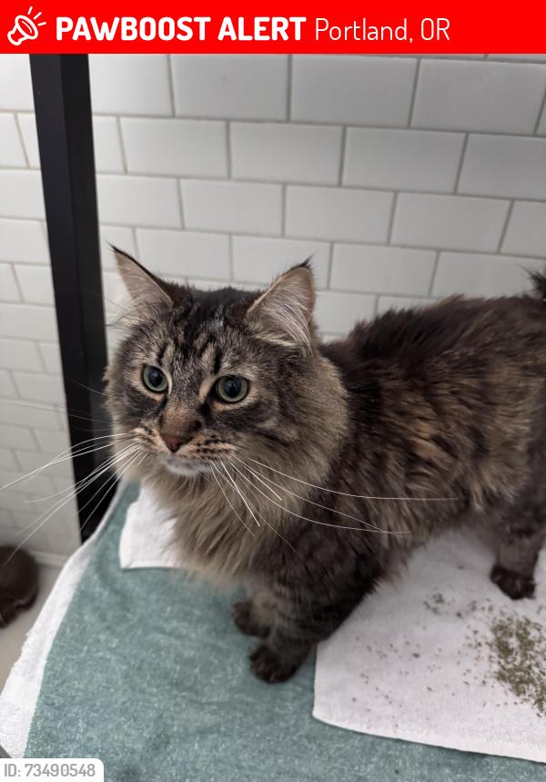 Lost Male Cat last seen Seeking Space Yoga Studio, Portland, OR 97219