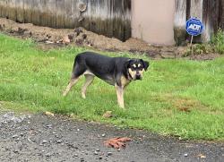 Reunited Female Dog last seen Meadow Lake Rd between 186th Dr SE and 199th Ave SE., Snohomish County, WA 98290