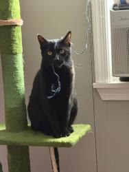 Lost Male Cat last seen Haverford Road @ Woodcrest Avenue, Ardmore, PA 19003