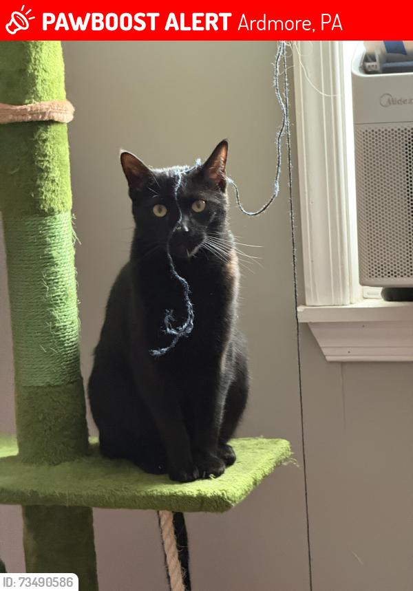 Lost Male Cat last seen Haverford Road @ Woodcrest Avenue, Ardmore, PA 19003