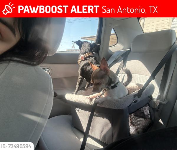 Lost Female Dog last seen Collins garden park, San Antonio, TX 78204