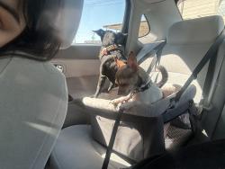 Lost Female Dog last seen Collins garden park, San Antonio, TX 78204