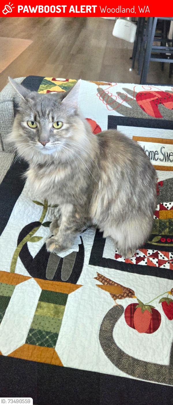 Lost Female Cat last seen Lewis river Rd and Millard st, Woodland, WA 98674