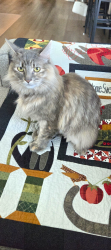 Lost Female Cat last seen Lewis river Rd and Millard st, Woodland, WA 98674