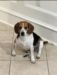 Lost Male Dog last seen QT, Dallas, TX 75211