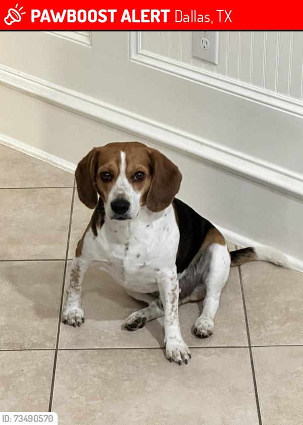 Lost Male Dog last seen QT, Dallas, TX 75211